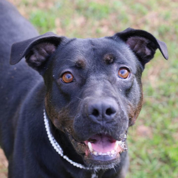 Dog for adoption - Branna, a Rottweiler & Staffordshire Bull Terrier Mix in  Marshallville, GA | Petfinder