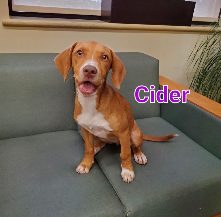 Cider, an adopted Coonhound Mix in Naperville, IL_image-1