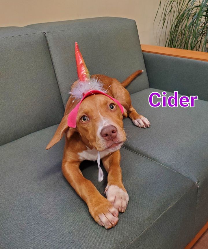 Cider, an adopted Coonhound Mix in Naperville, IL_image-6