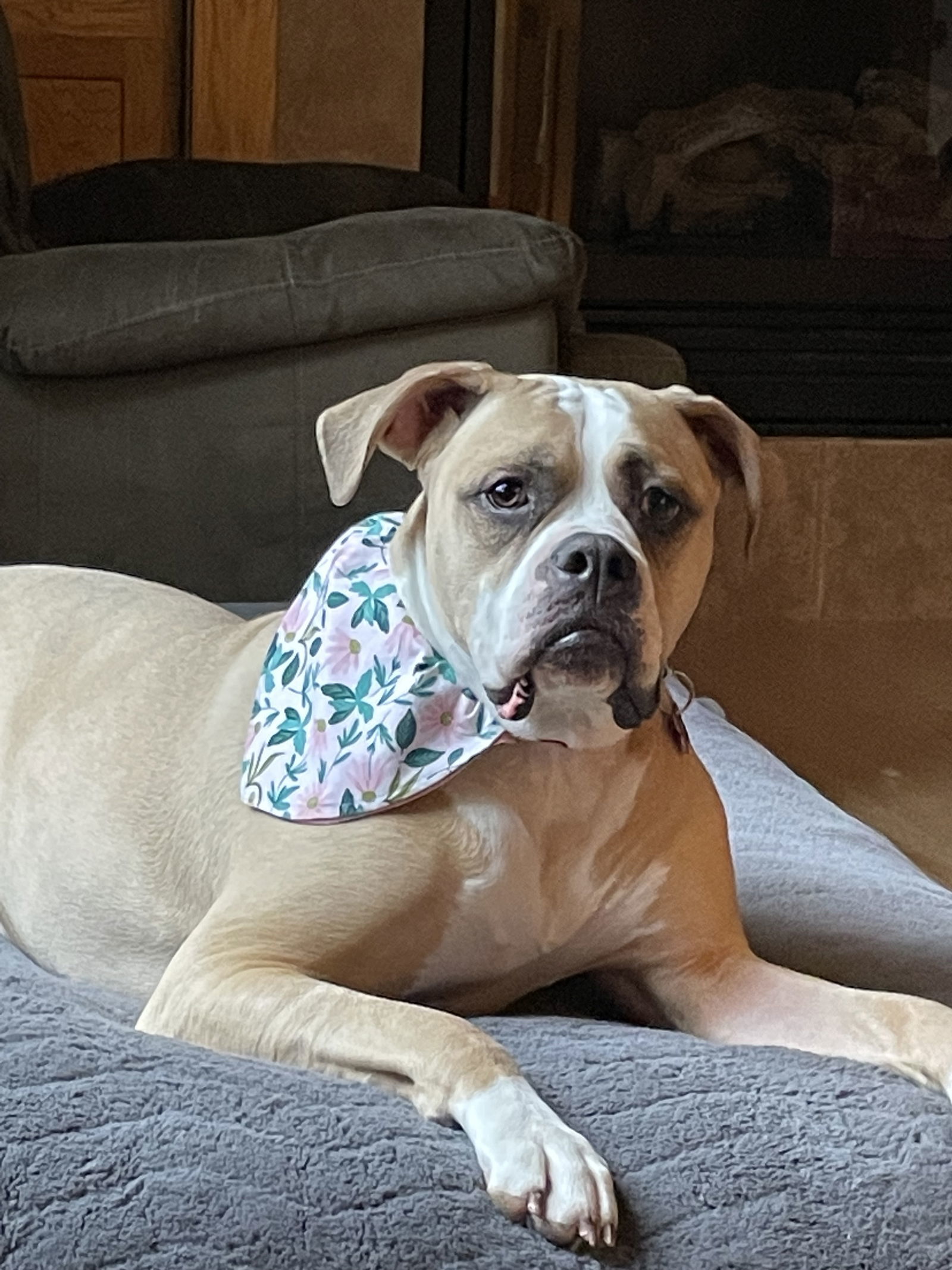 Nala, an adoptable American Bulldog in Cedar Rapids, IA, 52405 | Photo Image 1