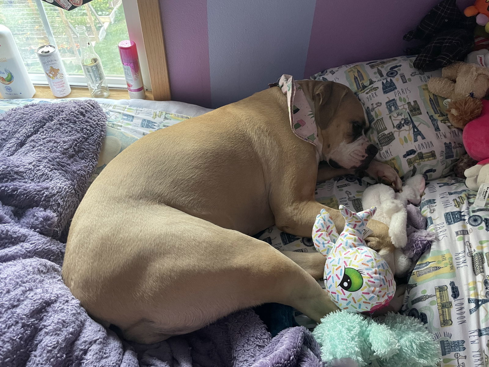 Nala, an adoptable American Bulldog in Cedar Rapids, IA, 52405 | Photo Image 2