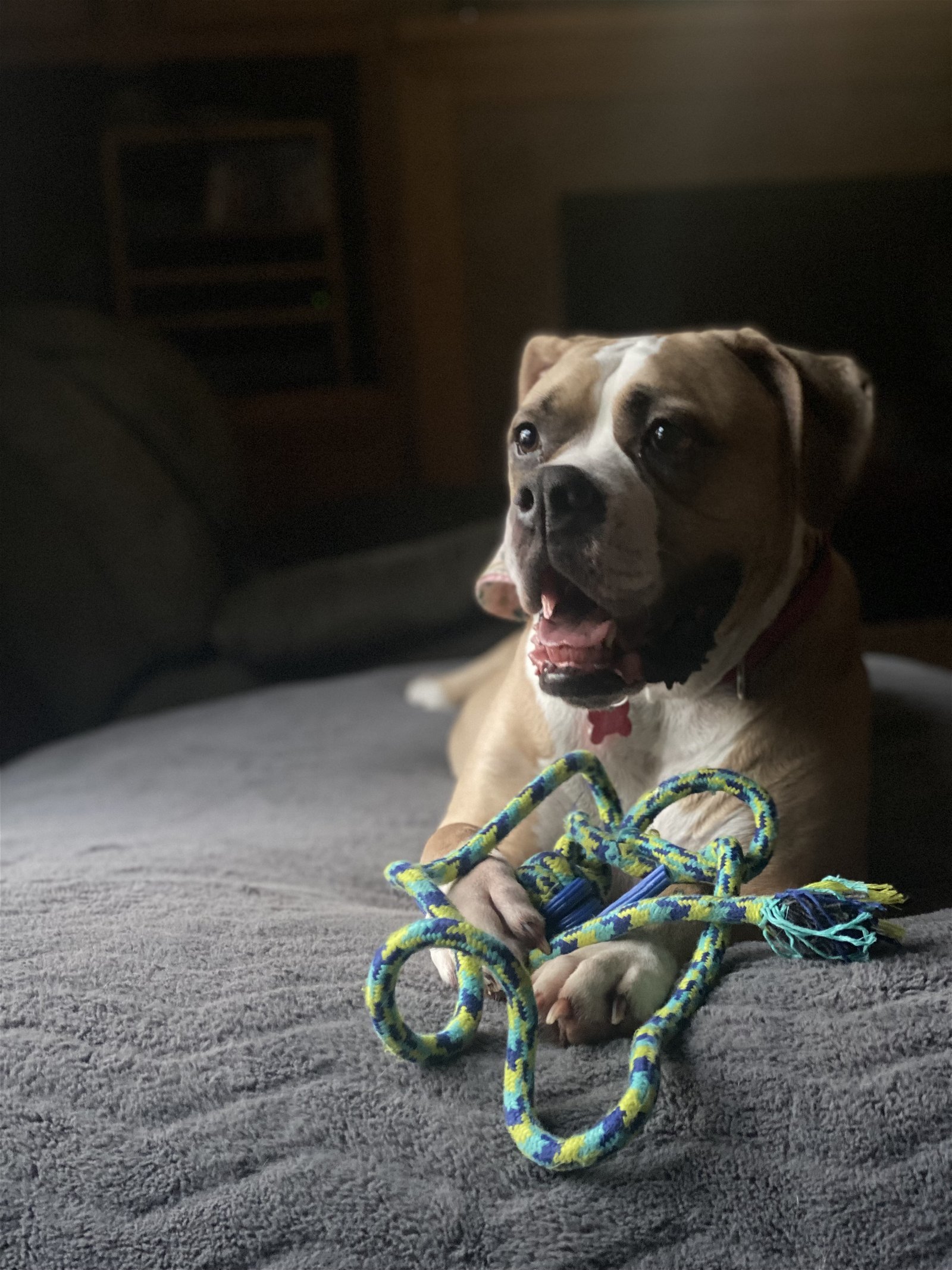 Nala, an adoptable American Bulldog in Cedar Rapids, IA, 52405 | Photo Image 3