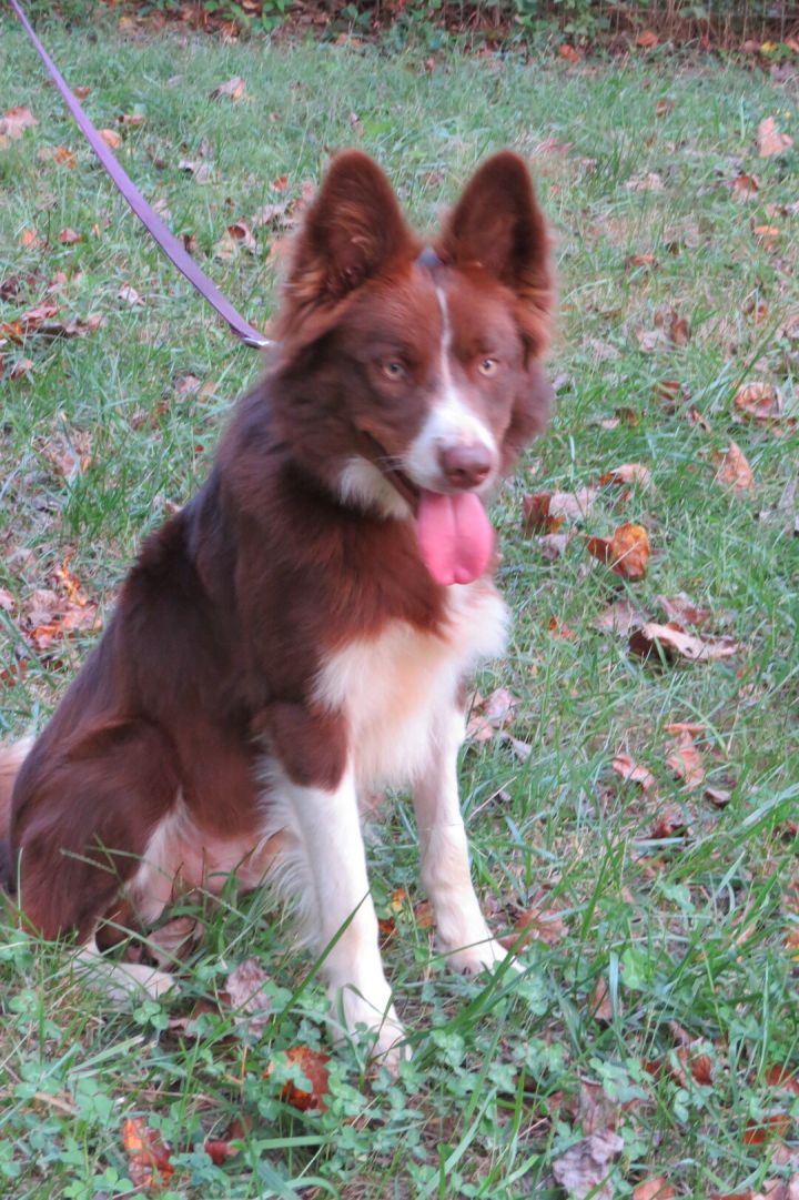 Border collie hot sale petfinder