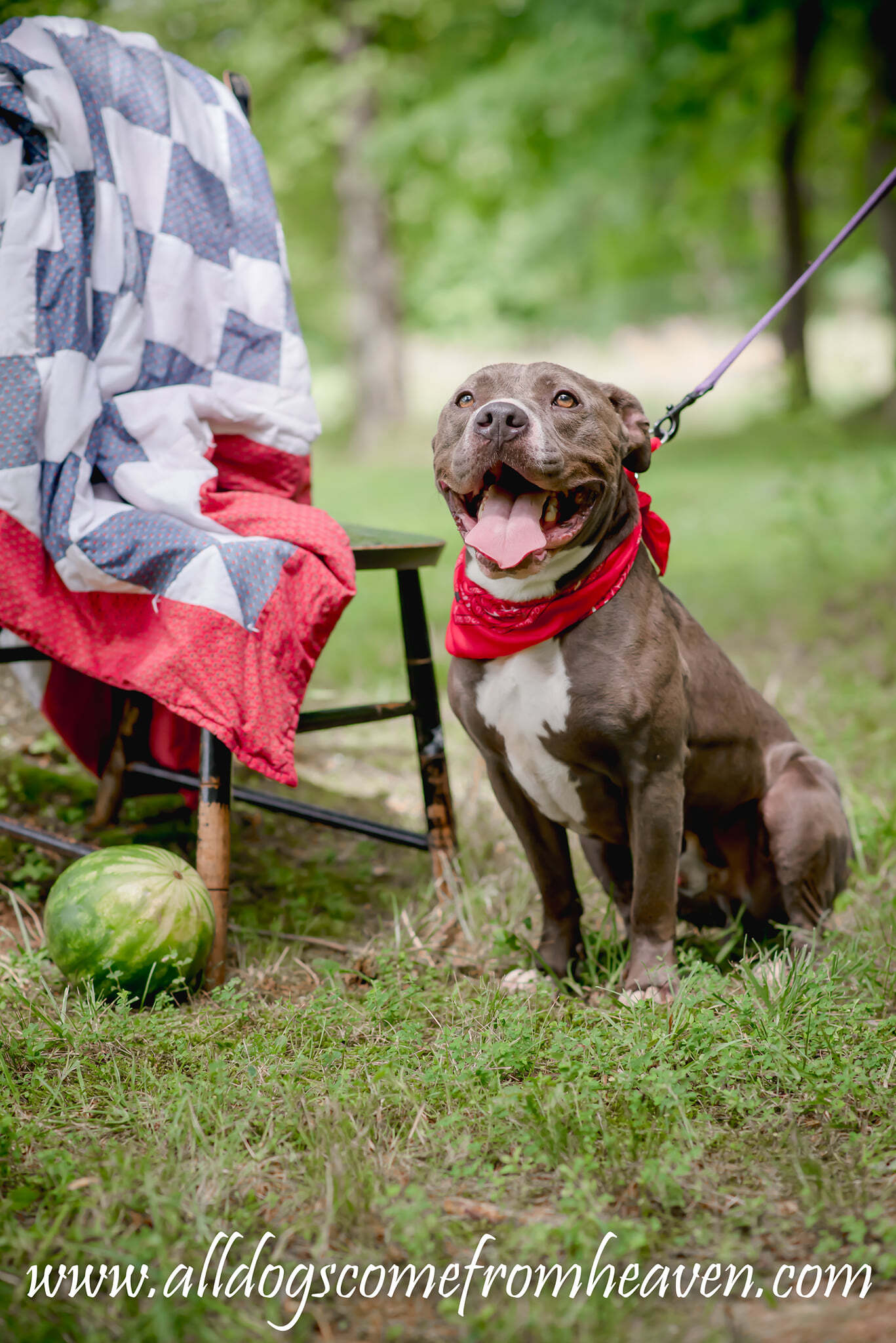 Gus, an adoptable Staffordshire Bull Terrier, Pit Bull Terrier in Amelia, OH, 45102 | Photo Image 3
