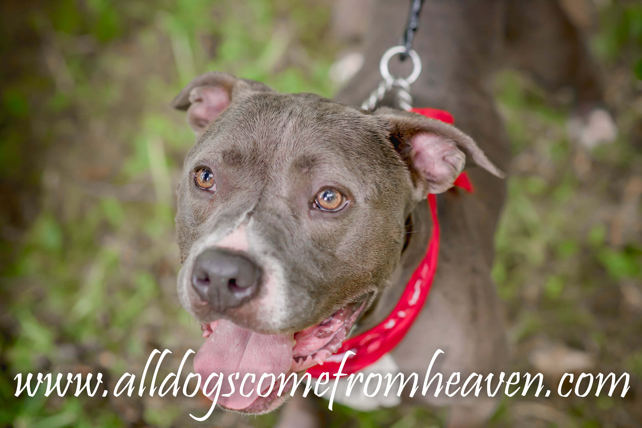 Gus, an adoptable Staffordshire Bull Terrier, Pit Bull Terrier in Amelia, OH, 45102 | Photo Image 4