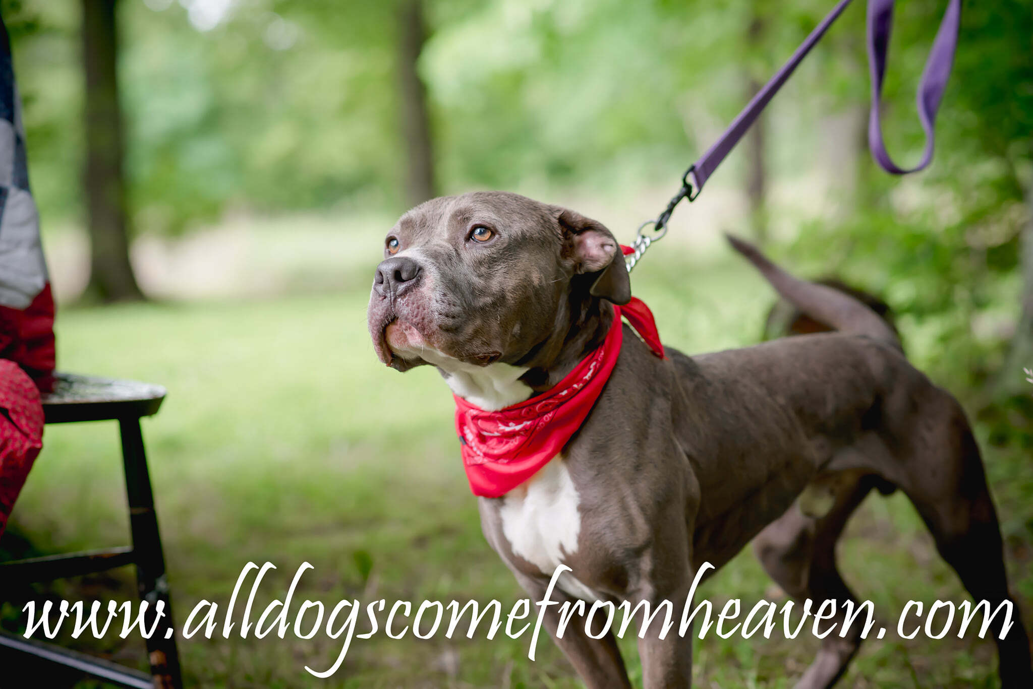 Gus, an adoptable Staffordshire Bull Terrier, Pit Bull Terrier in Amelia, OH, 45102 | Photo Image 6
