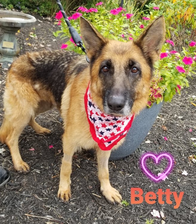 Betty, an adopted German Shepherd Dog in Bridgewater, NJ_image-1