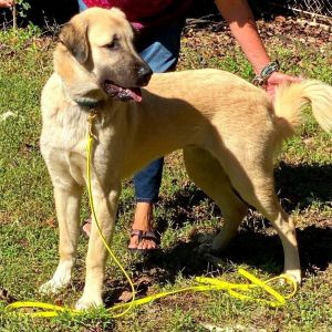 Dogs For Adoption Near Asheville Nc Petfinder