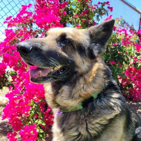Max Bubby, an adoptable German Shepherd Dog in Fresno, CA, 93725 | Photo Image 1