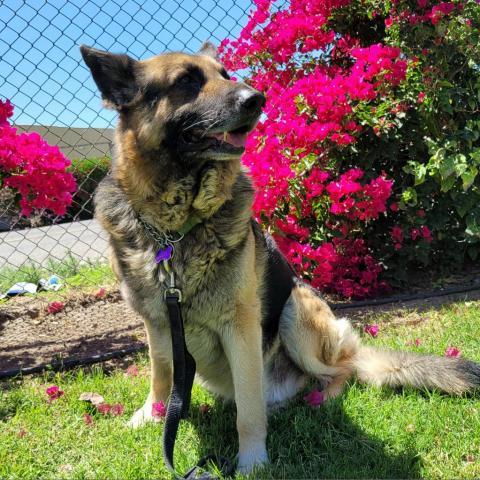 Max Bubby, an adoptable German Shepherd Dog in Fresno, CA, 93725 | Photo Image 2