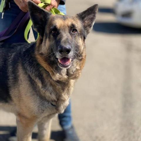 Max Bubby, an adoptable German Shepherd Dog in Fresno, CA, 93725 | Photo Image 2