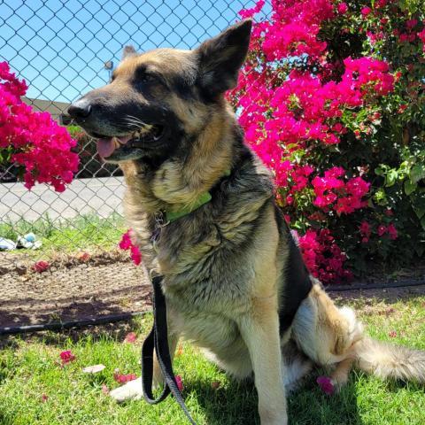 Max Bubby, an adoptable German Shepherd Dog in Fresno, CA, 93725 | Photo Image 2