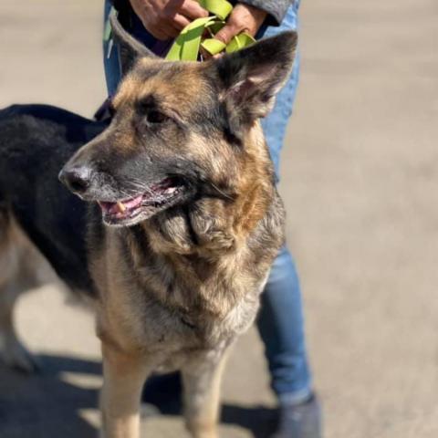 Max Bubby, an adoptable German Shepherd Dog in Fresno, CA, 93725 | Photo Image 3