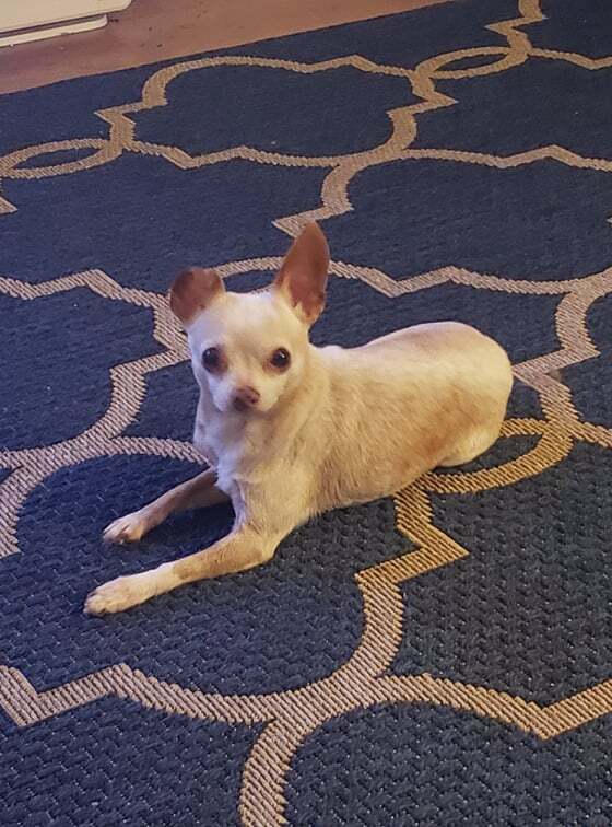 Addie, an adoptable Chihuahua in Sacramento, CA, 95816 | Photo Image 1