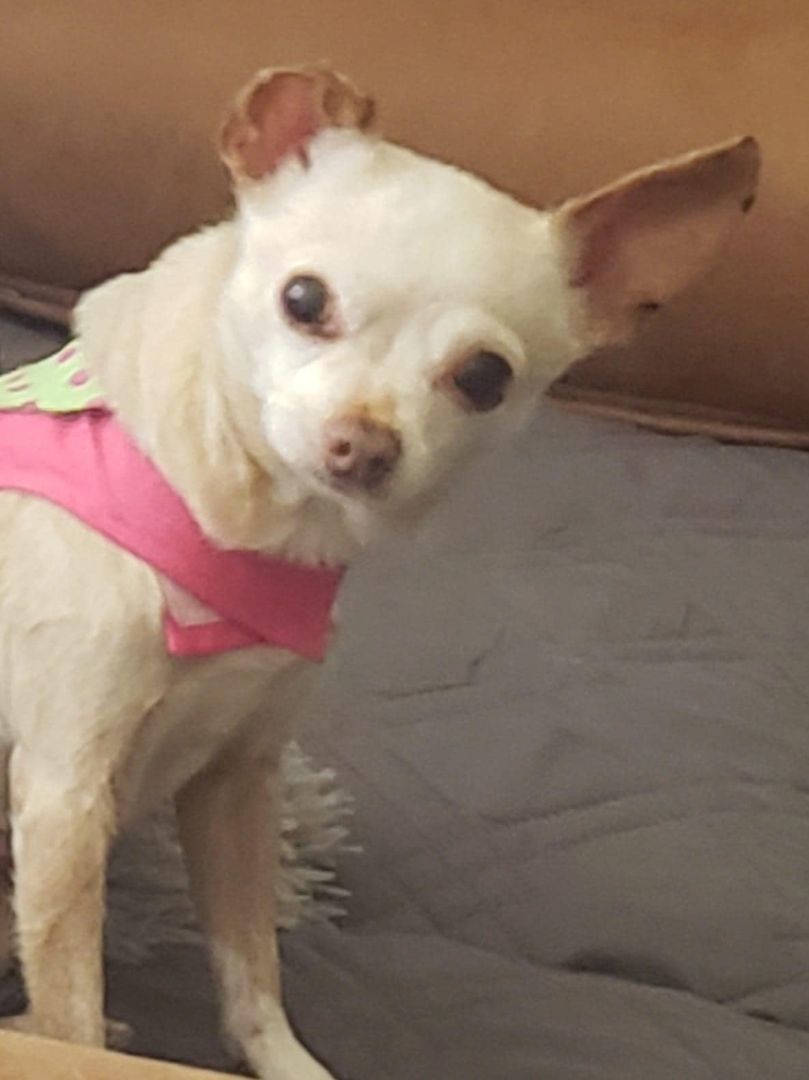 Addie, an adoptable Chihuahua in Sacramento, CA, 95816 | Photo Image 2