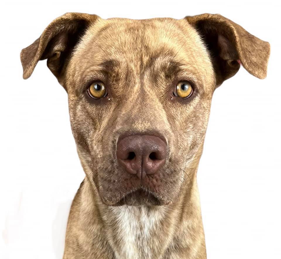 CoCo, an adoptable Labrador Retriever, Pit Bull Terrier in Las Vegas, NV, 89136 | Photo Image 1