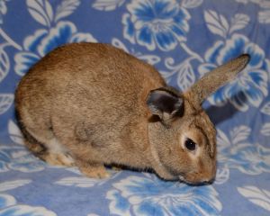 Lia, Young Female unknown