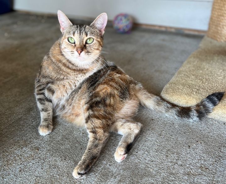 Cat for adoption - Tibby, a Tortoiseshell & Dilute Tortoiseshell Mix in  Palmyra, VA | Petfinder