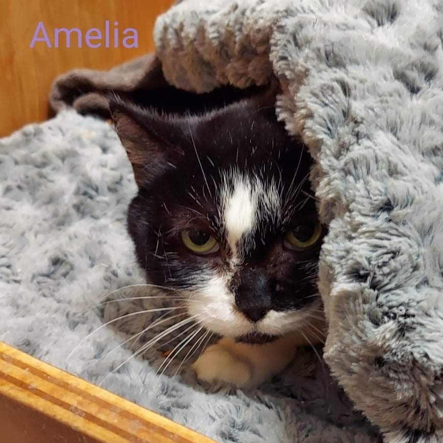 Amelia, an adoptable Domestic Short Hair in Hudson, NH, 03051 | Photo Image 3