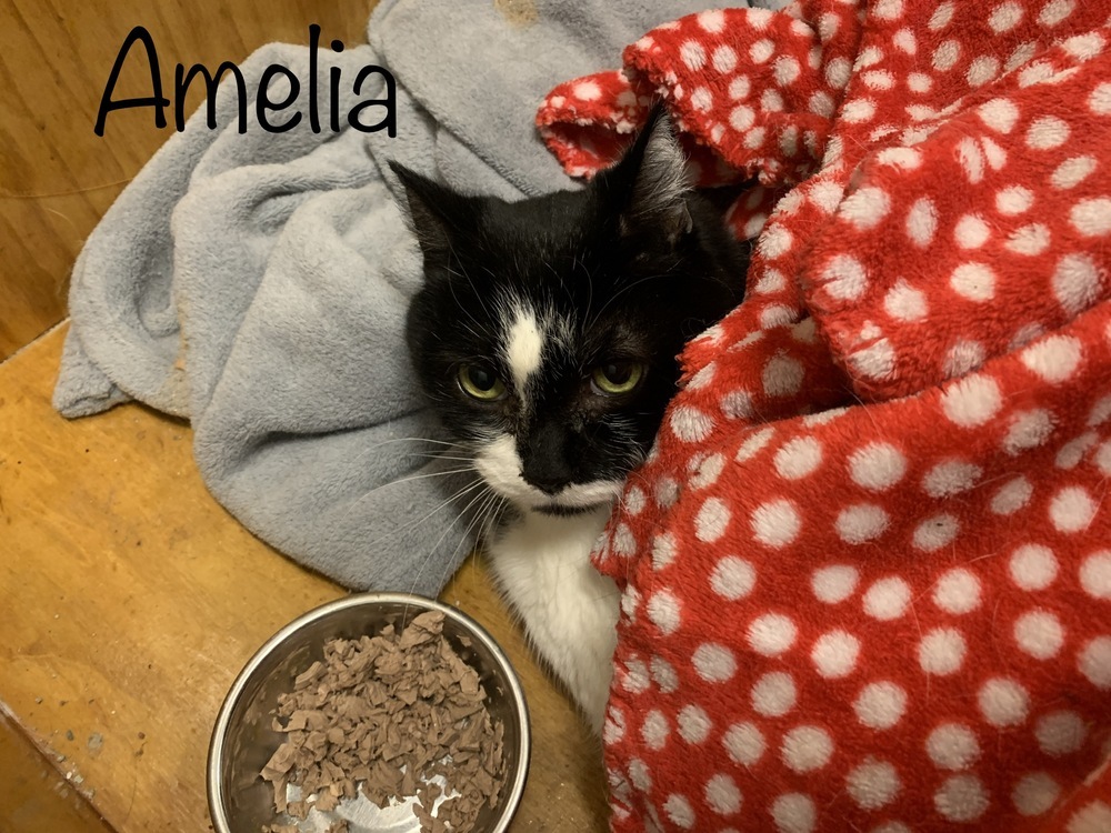 Amelia, an adoptable Domestic Short Hair in Hudson, NH, 03051 | Photo Image 4