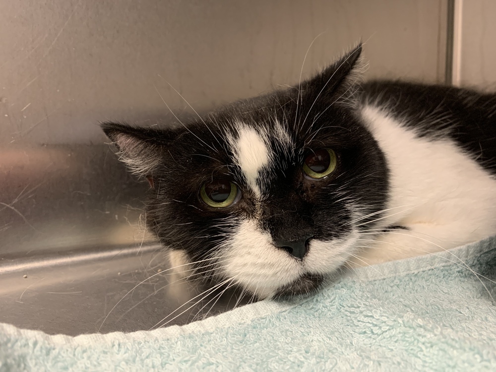 Amelia, an adoptable Domestic Short Hair in Hudson, NH, 03051 | Photo Image 5