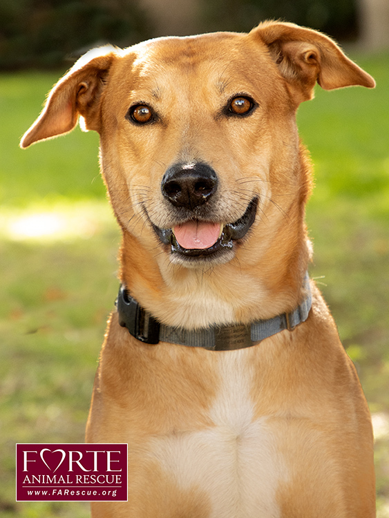 Shiba inu mixed with sales pitbull