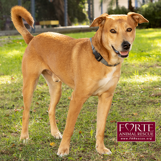 Shiba inu labrador sales retriever mix