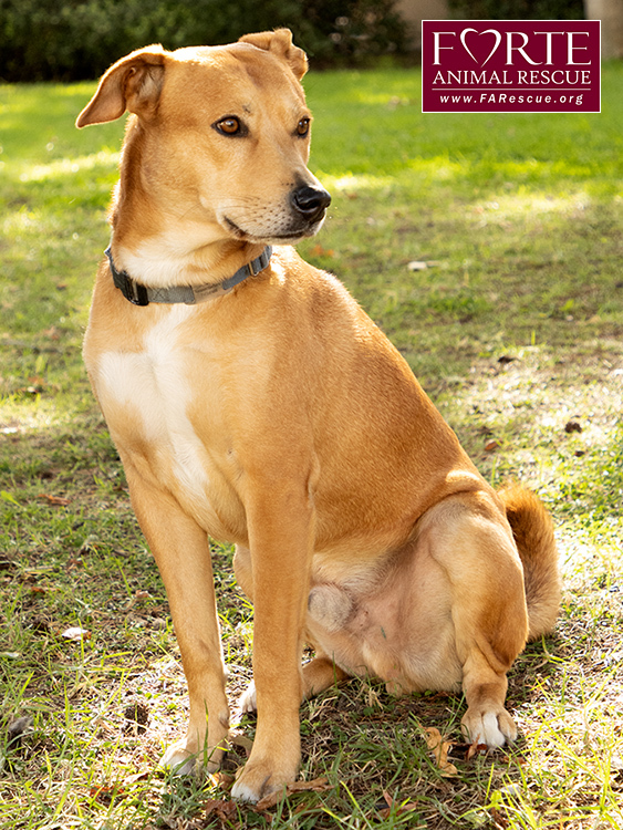 Shiba inu store lab mix puppies