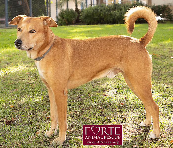 Shiba inu sale retriever mix