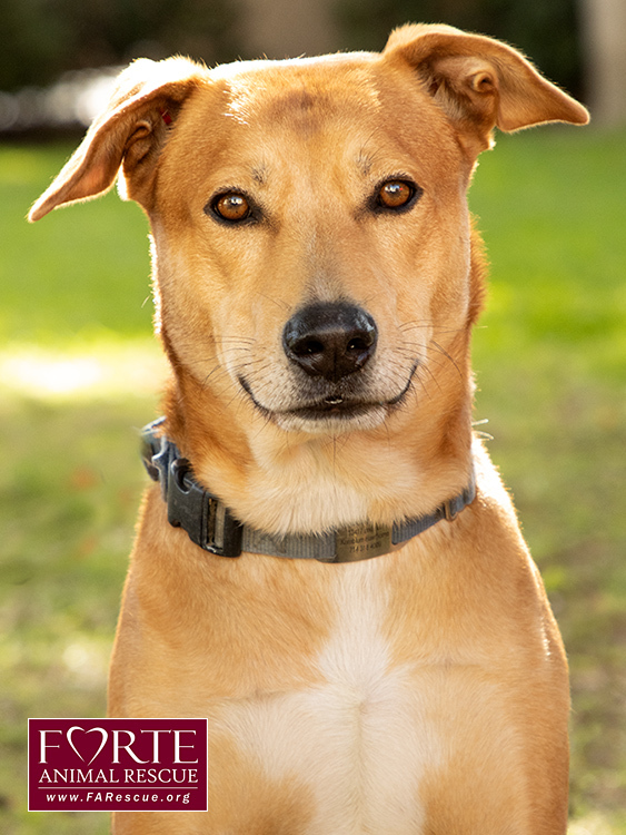 Shiba golden retriever store mix