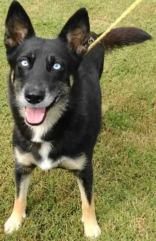 Teyla, an adoptable Australian Kelpie in Frankston, TX, 75763 | Photo Image 1