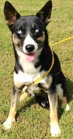 Tinsley, an adoptable Australian Kelpie in Frankston, TX, 75763 | Photo Image 1