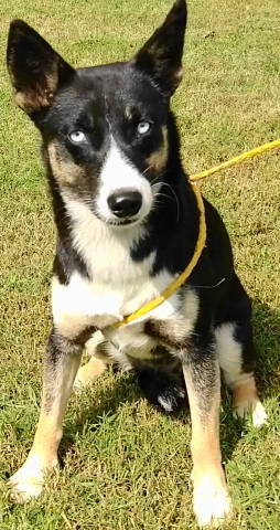 Tinsley, an adoptable Australian Kelpie in Frankston, TX, 75763 | Photo Image 2