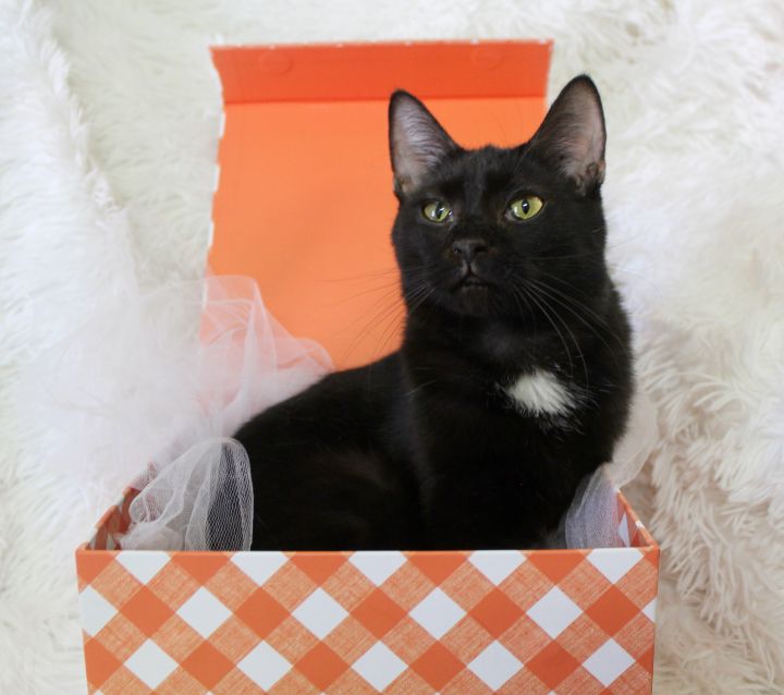 Onyx, an adopted Bombay & Domestic Short Hair Mix in Saint Augustine, FL_image-2
