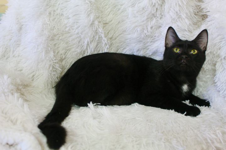 Onyx, an adopted Bombay & Domestic Short Hair Mix in Saint Augustine, FL_image-4