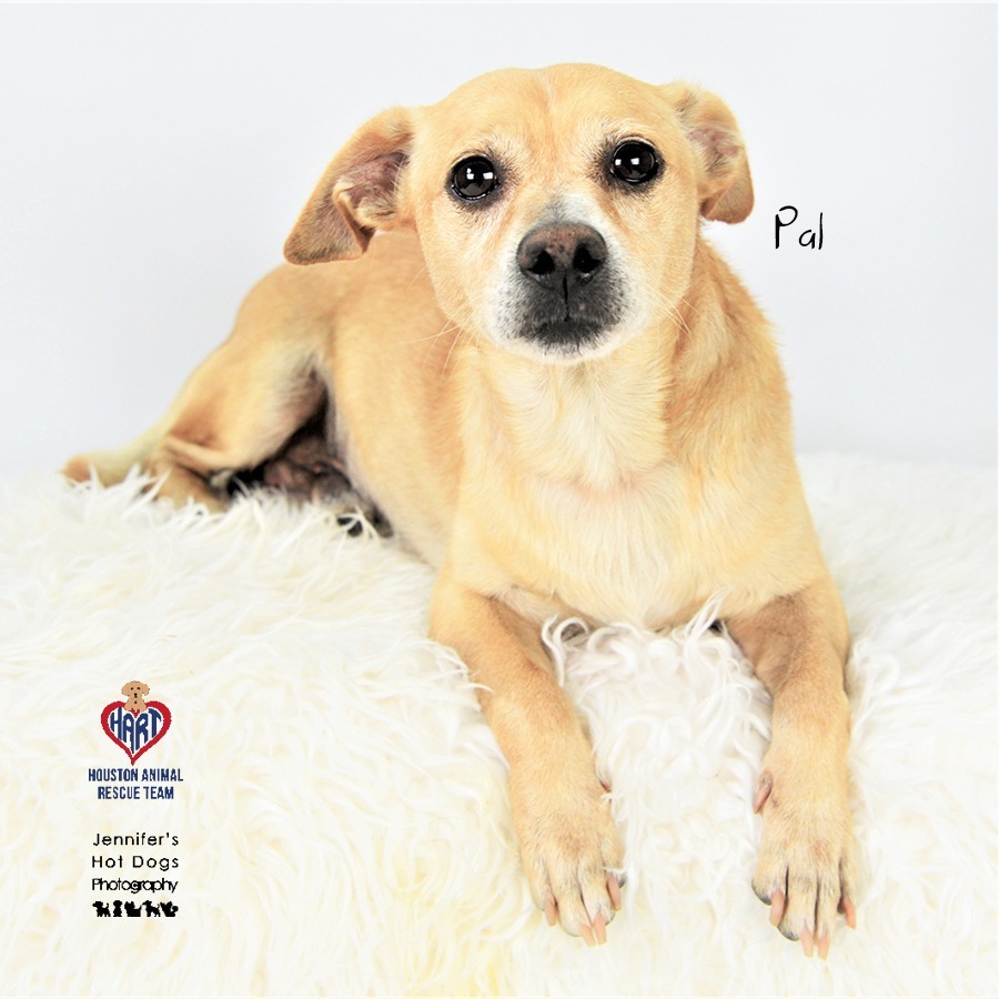 Pal, an adoptable Chihuahua, Dachshund in Tomball, TX, 77377 | Photo Image 3