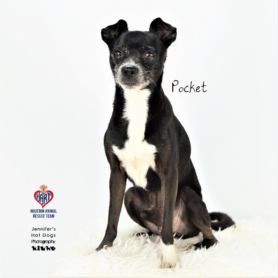 Pocket, an adoptable Chihuahua, Spitz in Tomball, TX, 77377 | Photo Image 2