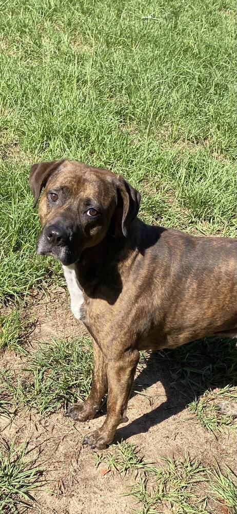 Brindle, an adoptable Boxer in Milton, FL, 32583 | Photo Image 1