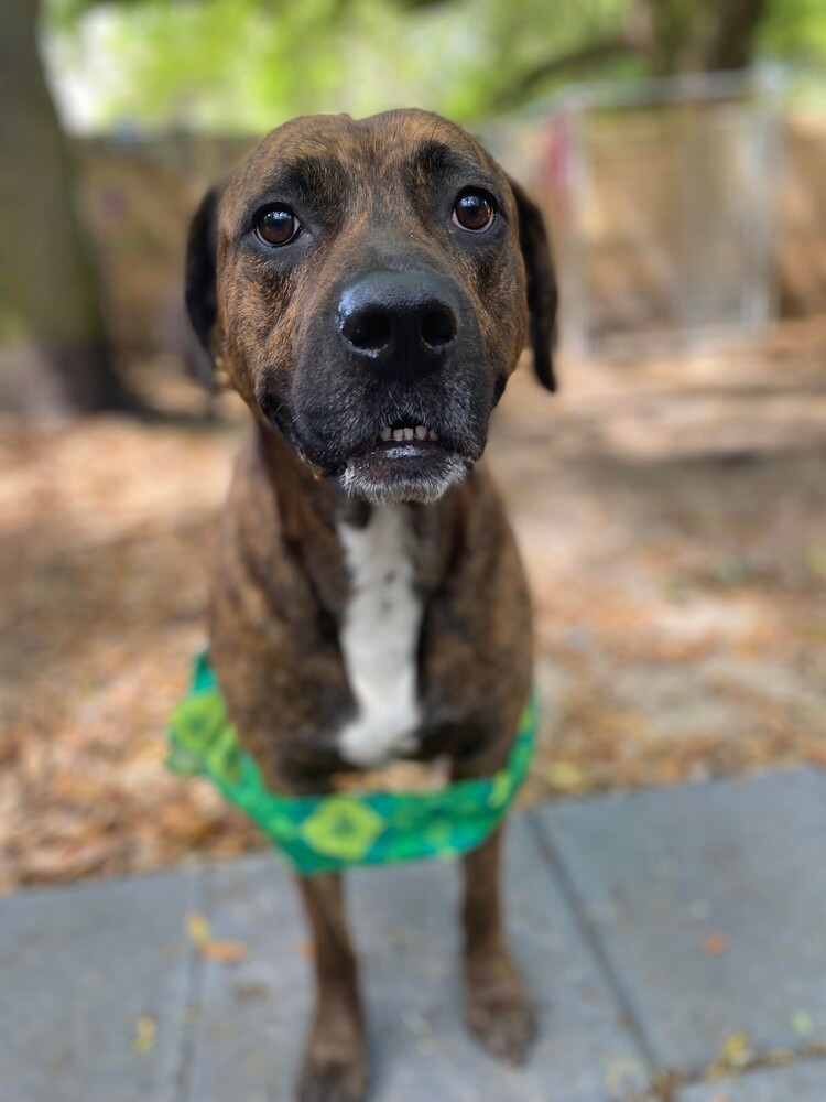 Brindle, an adoptable Boxer in Milton, FL, 32583 | Photo Image 3
