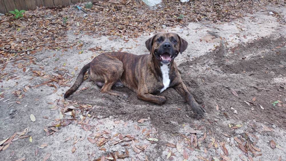 Brindle, an adoptable Boxer in Milton, FL, 32583 | Photo Image 3