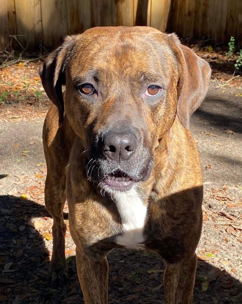 Brindle, an adoptable Boxer in Milton, FL, 32583 | Photo Image 4