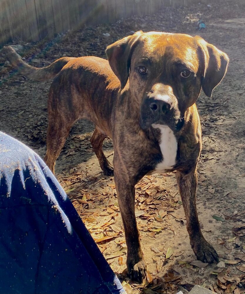 Brindle, an adoptable Boxer in Milton, FL, 32583 | Photo Image 5
