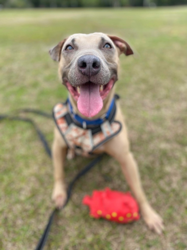 Pax, an adoptable American Bulldog in Milton, FL, 32583 | Photo Image 1