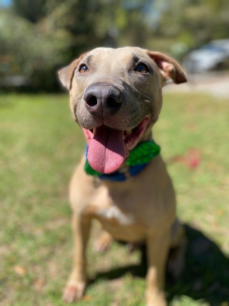 Pax, an adoptable American Bulldog in Milton, FL, 32583 | Photo Image 2
