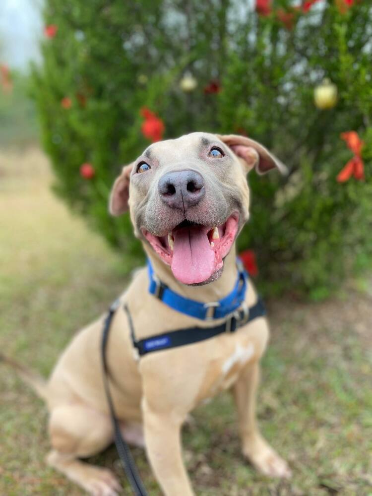 Pax, an adoptable American Bulldog in Milton, FL, 32583 | Photo Image 3