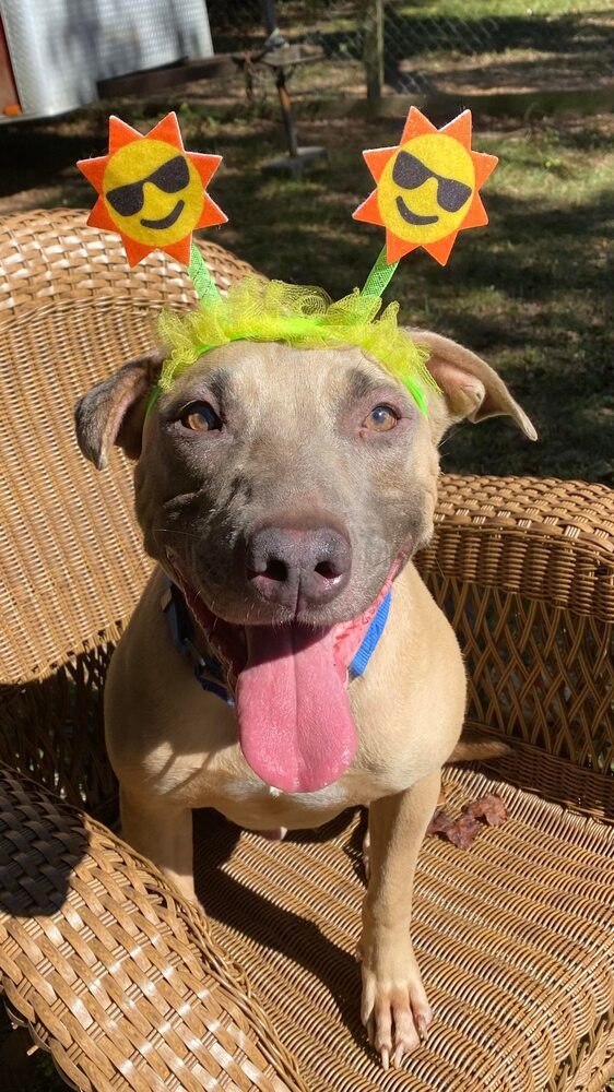 Pax, an adoptable American Bulldog in Milton, FL, 32583 | Photo Image 4