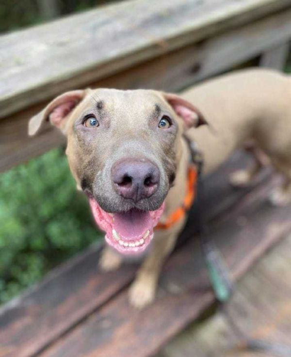 Pax, an adoptable American Bulldog in Milton, FL, 32583 | Photo Image 5