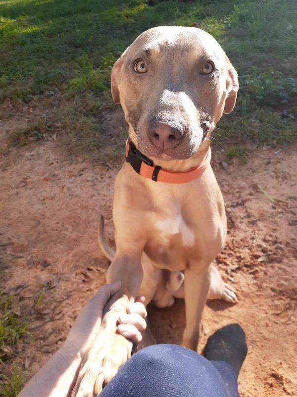 Pax, an adoptable American Bulldog in Milton, FL, 32583 | Photo Image 6