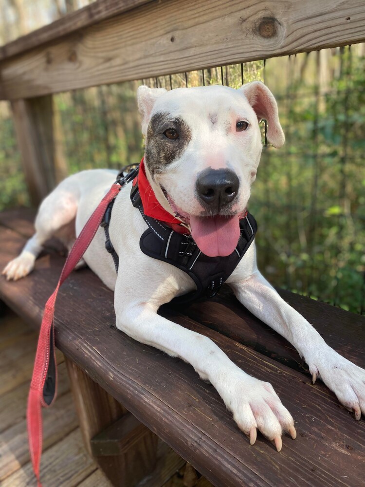 Lolly, an adoptable American Bulldog in Milton, FL, 32583 | Photo Image 1