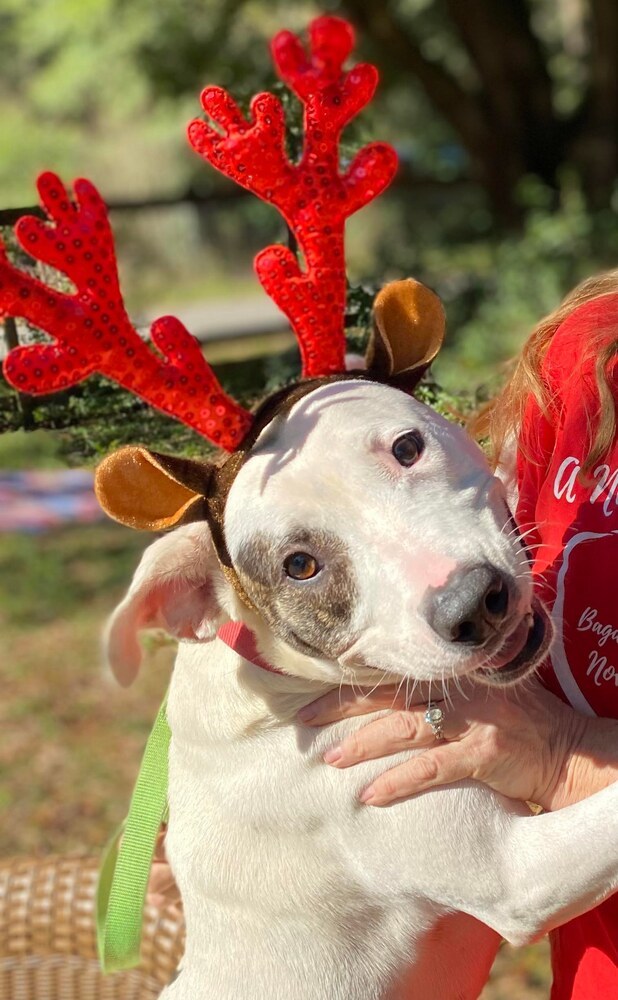 Lolly, an adoptable American Bulldog in Milton, FL, 32583 | Photo Image 2